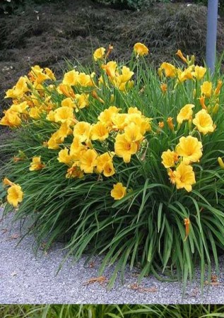 HEMEROCALLIS hybrid Stela de Oro